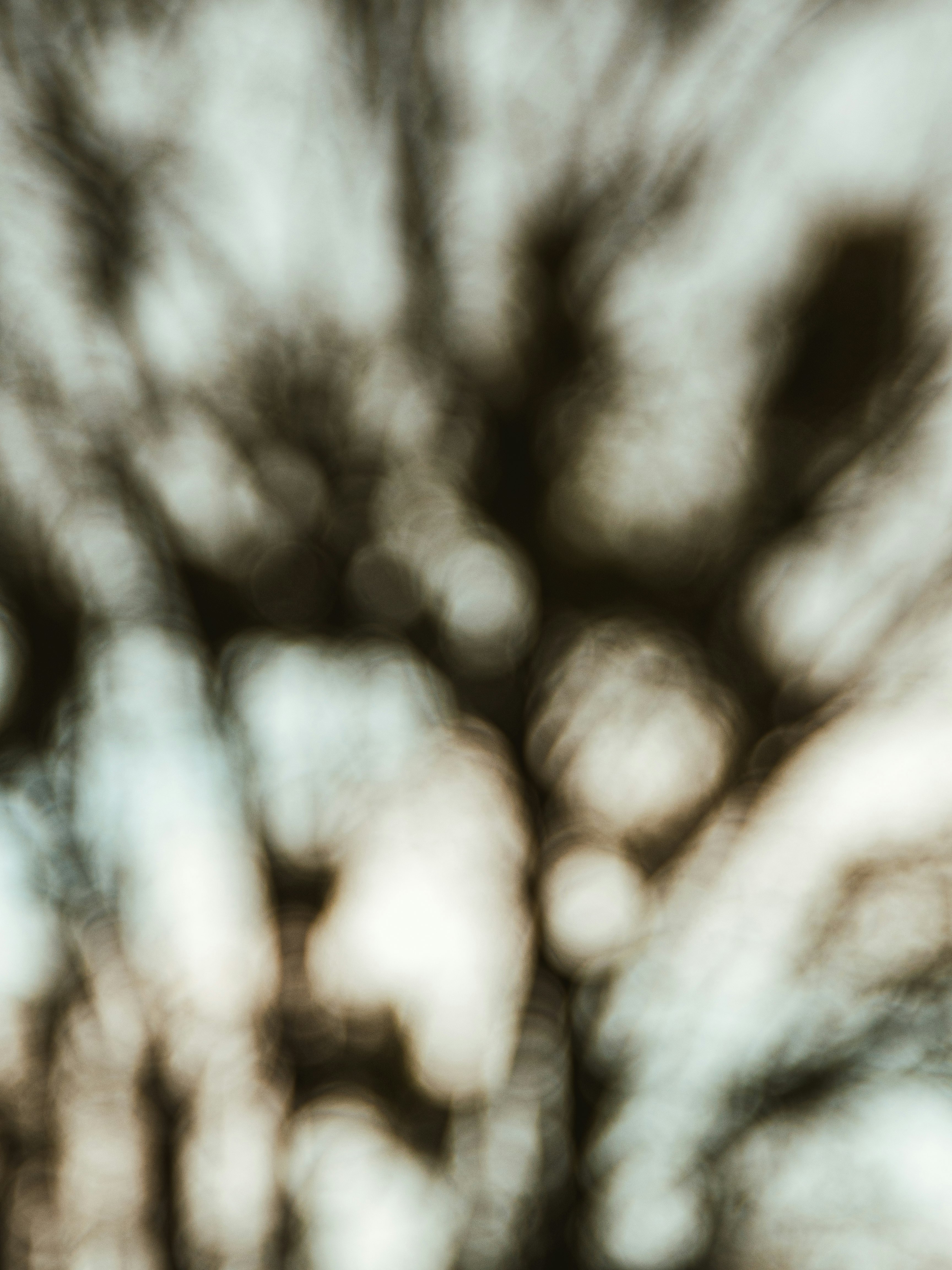 grayscale photo of trees during daytime